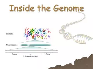 Inside the Genome