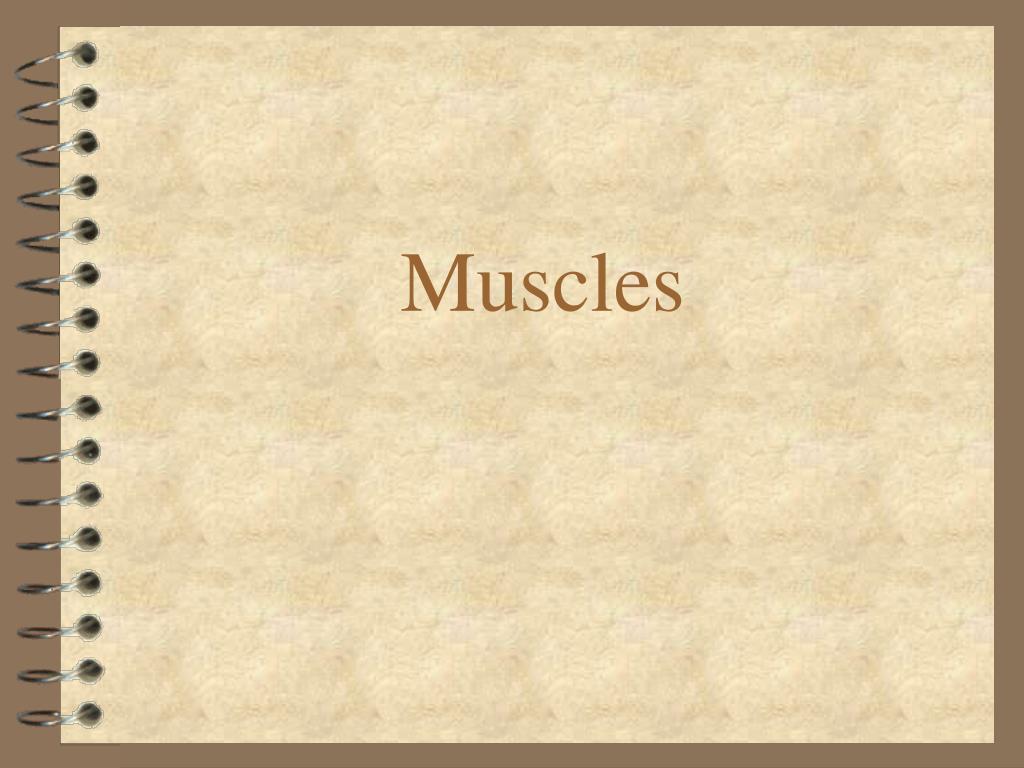 PPT - Muscles PowerPoint Presentation, free download - ID:444152