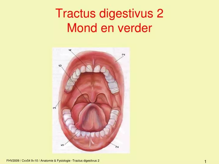 tractus digestivus 2 mond en verder