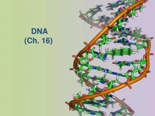 DNA (Ch. 16)