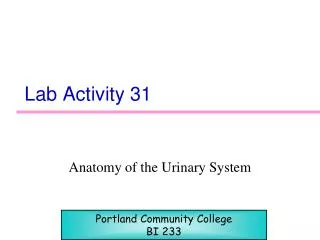 Lab Activity 31