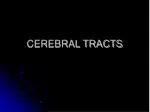 CEREBRAL TRACTS - slide 1