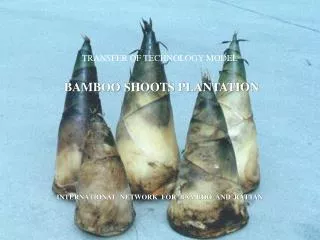 TRANSFER OF TECHNOLOGY MODEL BAMBOO SHOOTS PLANTATION