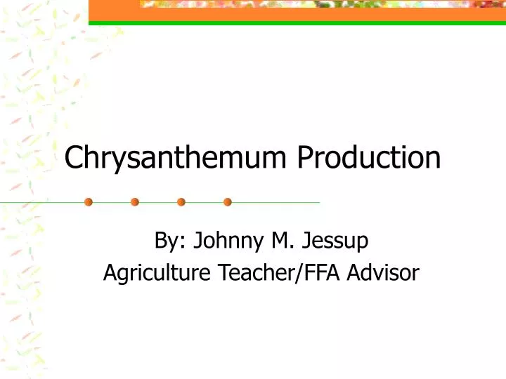 chrysanthemum production