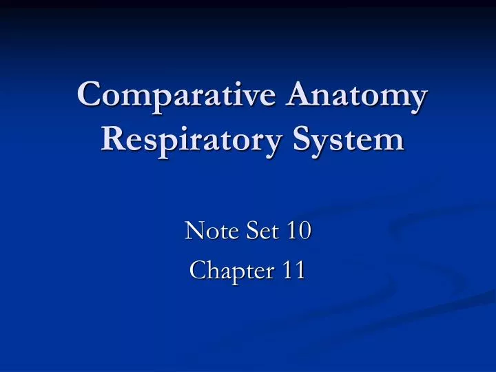 comparative anatomy respiratory system