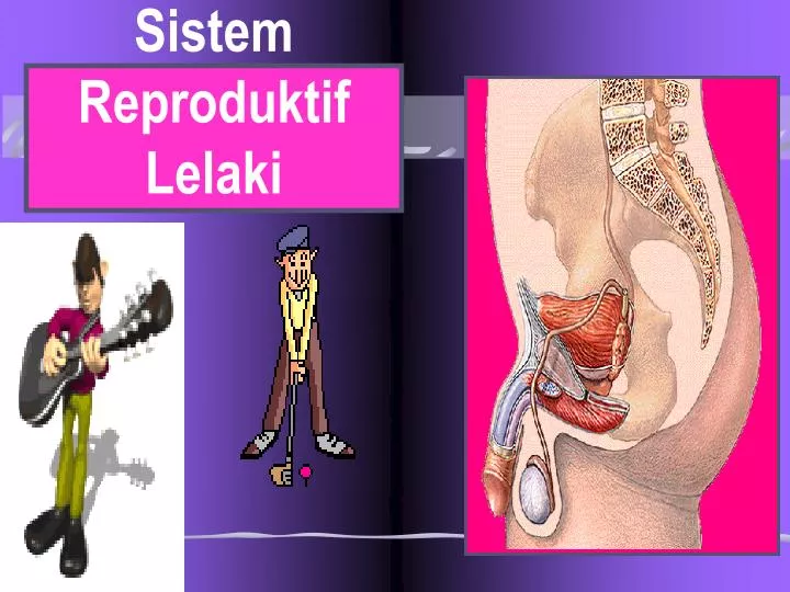 sistem reproduktif lelaki