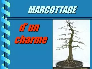 MARCOTTAGE