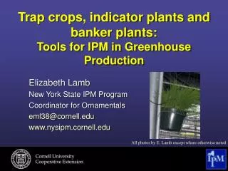 Trap crops, indicator plants and banker plants: Tools for IPM in Greenhouse Production