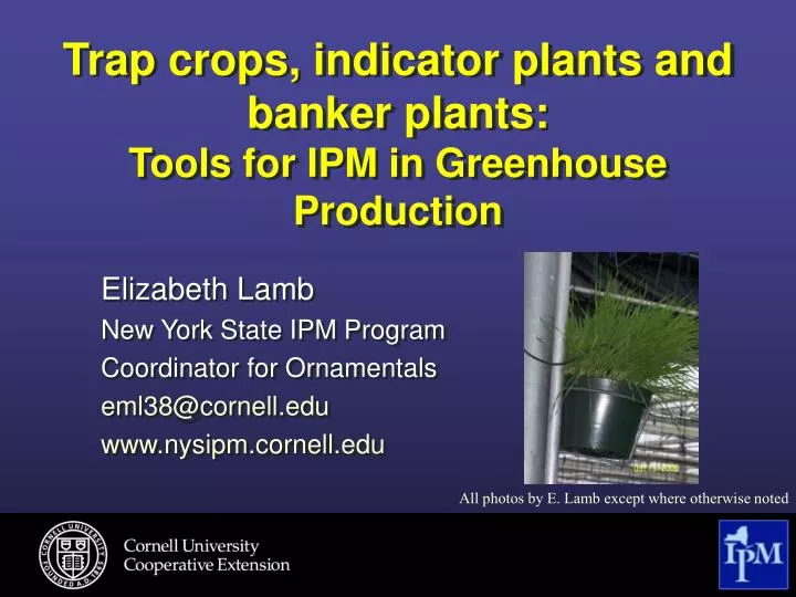 trap crops indicator plants and banker plants tools for ipm in greenhouse production