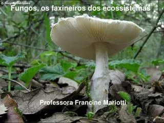 Fungos, os faxineiros dos ecossistemas
