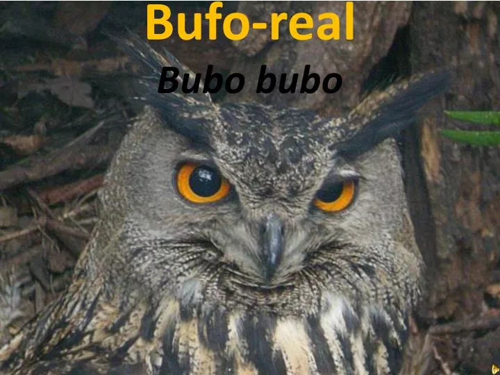 bufo real bubo bubo