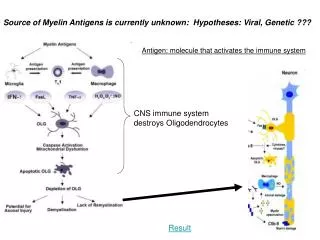 Source of Myelin Antigens is currently unknown: Hypotheses: Viral, Genetic ???