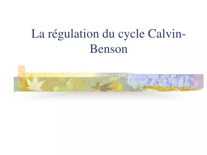 la r gulation du cycle calvin benson