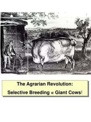 The Agrarian Revolution: Selective Breeding = Giant Cows !