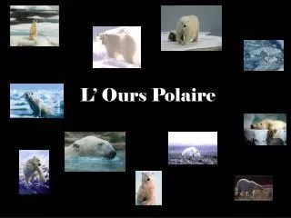L’ Ours Polaire