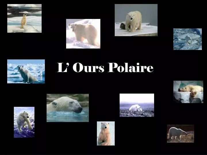 l ours polaire