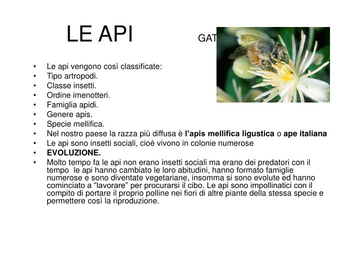 le api gattuso s