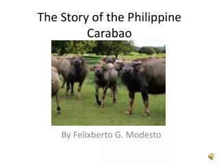 The Story of the Philippine Carabao