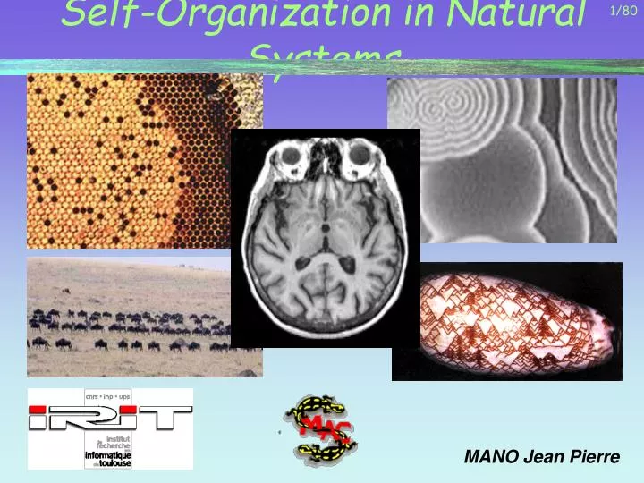 self organization in natural systems