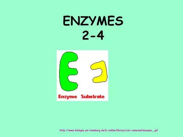 enzymes 2 4