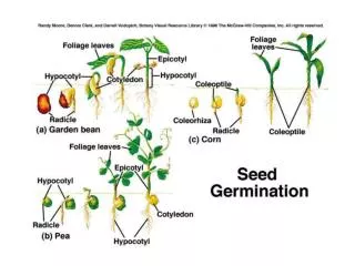 Endospermic seeds: The endosperm is present in the mature seed and serves as