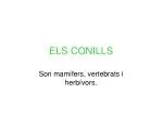 ELS CONILLS - slide 1