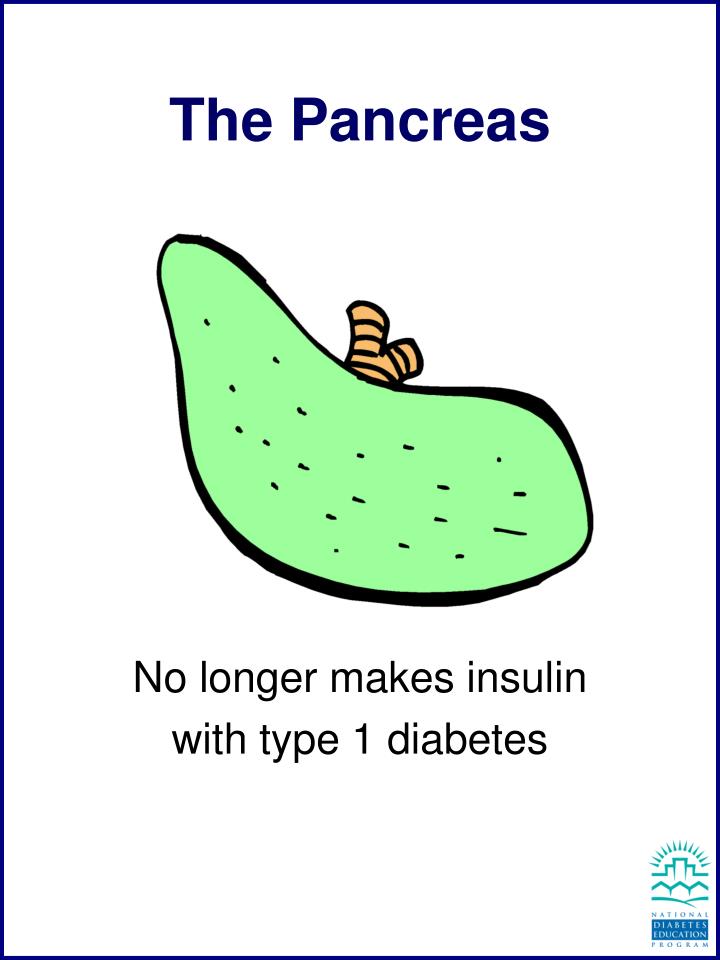 the pancreas