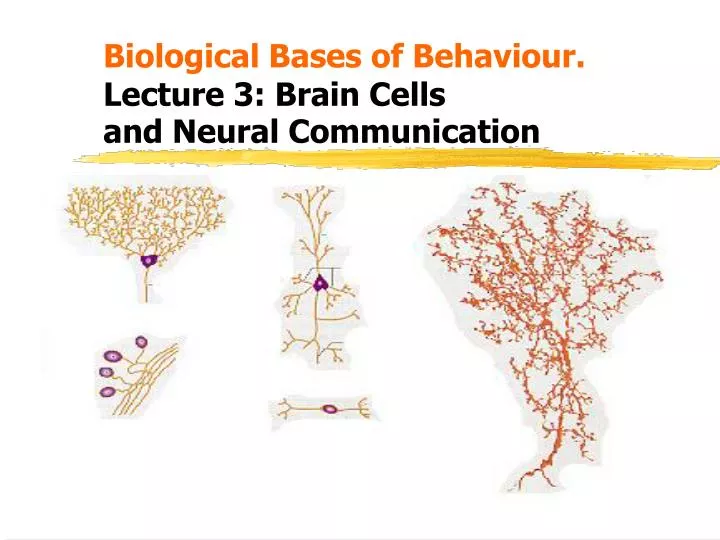 biological bases of behaviour lecture 3 brain cells and neural communication