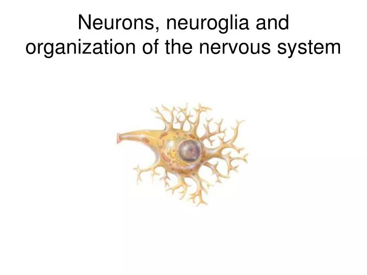 neurons neuroglia and organization of the nervous system
