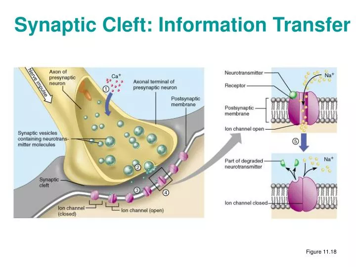 synaptic cleft information transfer