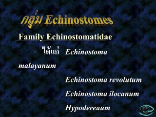 Family Echinostomatidae 	- ??????	 Echinostoma malayanum 			Echinostoma revolutum 			Echinostoma ilocanum 			Hypodere