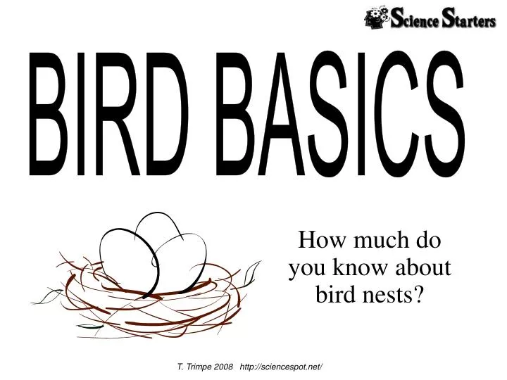 how much do you know about bird nests