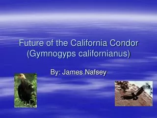 Future of the California Condor (Gymnogyps californianus)