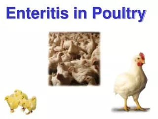 Enteritis in Poultry