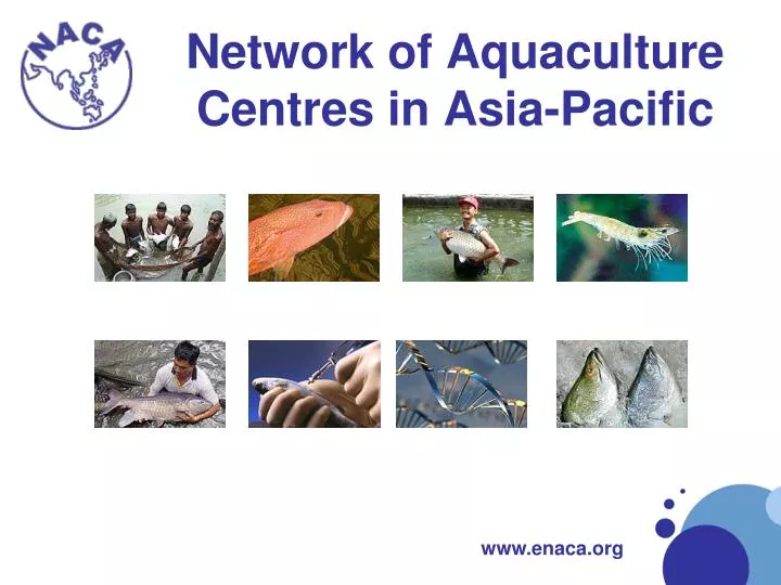 network of aquaculture centres in asia pacific