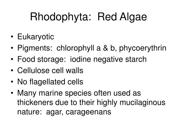 rhodophyta red algae