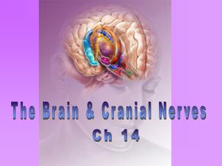 The Brain &amp; Cranial Nerves