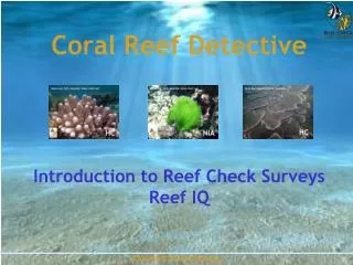 Coral Reef Detective Introduction to Reef Check Surveys Reef IQ