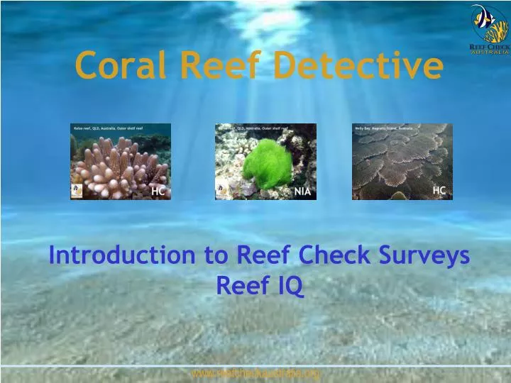 coral reef detective introduction to reef check surveys reef iq