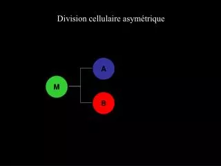 Division cellulaire asymétrique