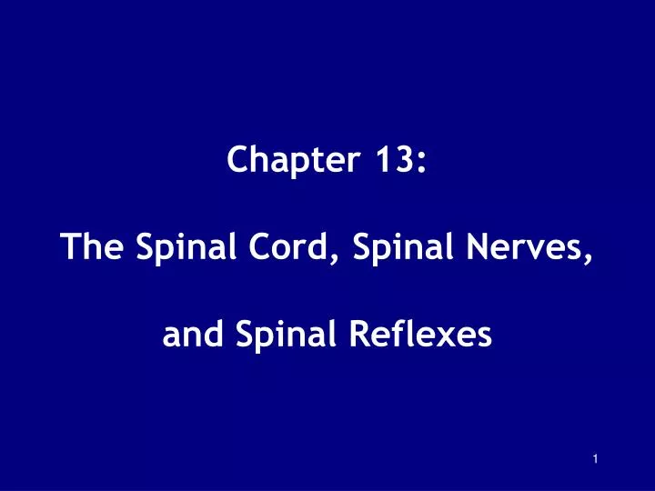chapter 13 the spinal cord spinal nerves and spinal reflexes