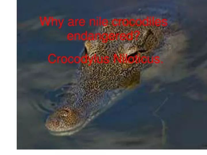 why are nile crocodiles endangered