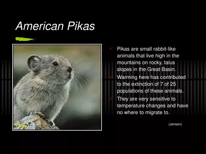 american pikas