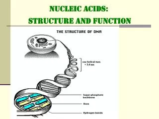 NUCLEIC ACIDS: STRUCTURE and FUNCTION