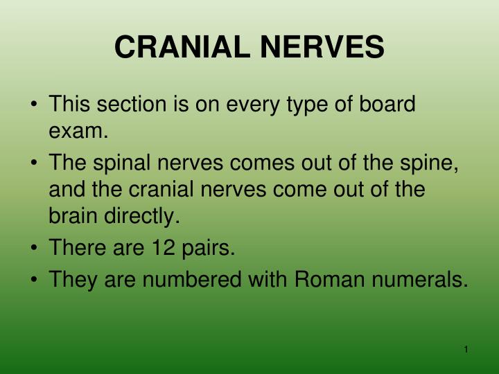 cranial nerves