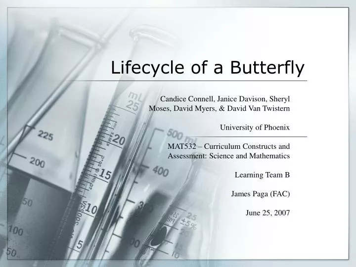 lifecycle of a butterfly
