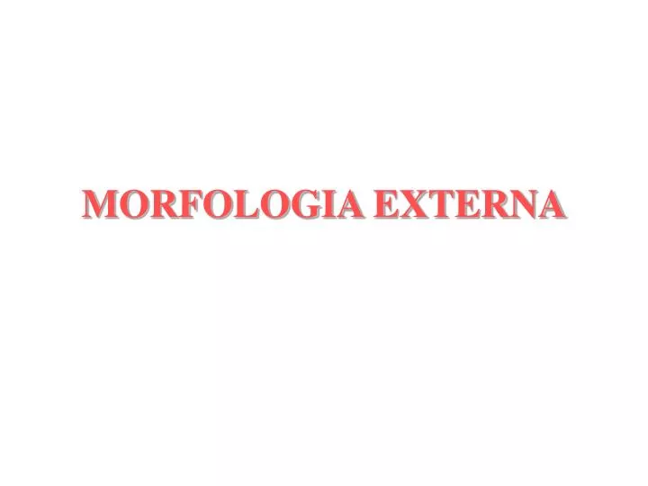 morfologia externa
