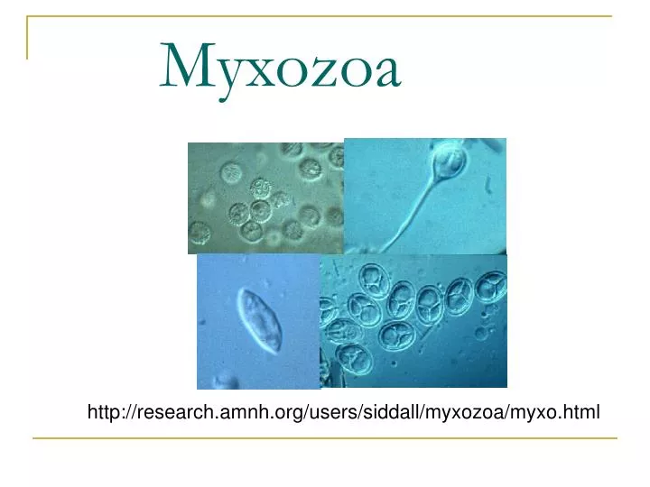 myxozoa