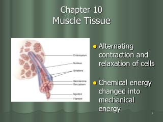 Chapter 10 Muscle Tissue