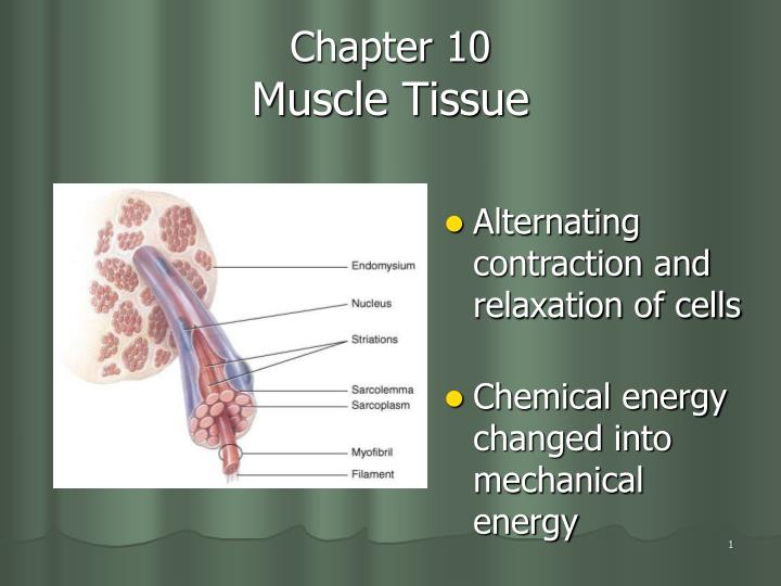 chapter 10 muscle tissue
